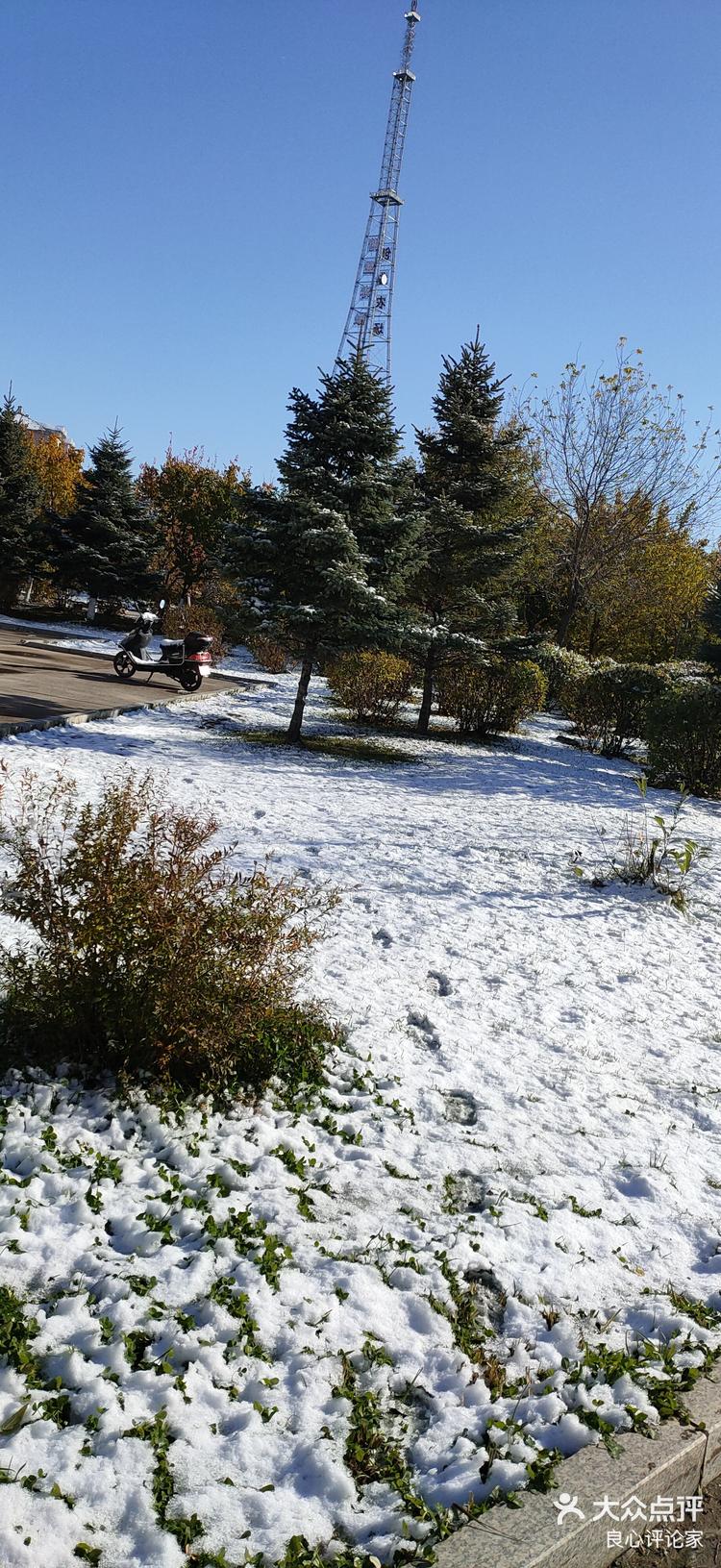 昨晚下雪了,水稻全趴地上了,水稻减产农民-大众点评