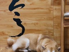 -柴务处·柴犬主题狗咖