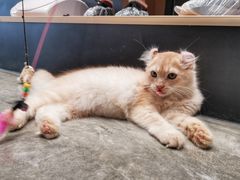 -瞄一喵猫咖(格力海岸店)