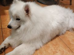 -more than meow吴止猫主题餐厅(承德 中船汇店)