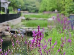 -白水寺森林公园