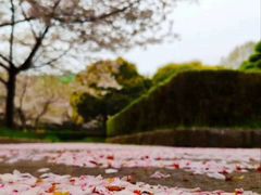 -武汉大学-樱园