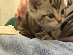 -平行世界·猫咖(首经贸店)