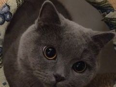 -乐派堂宠物医院·猫友好· 心脏科(东街店)