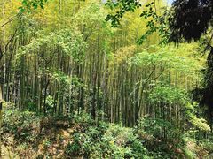 -缙云山景区