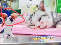 -瑞派动物医院·猫专科·至诚(江南中分院)