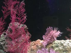 -暹罗海洋世界