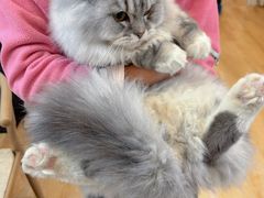 -猫咪派对(江南西店)