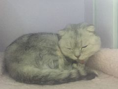 -喵的天空名猫咖啡馆·撸猫·猫舍·用品