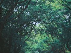 -八大关景区