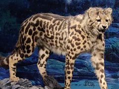 -国家自然博物馆