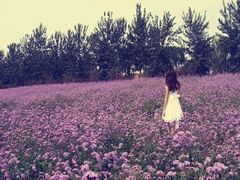 -紫海香堤香草艺术庄园