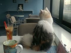 -喵的天空名猫咖啡馆·撸猫·猫舍·用品