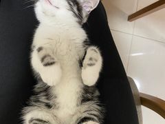-lincat·猫舍(广州店)