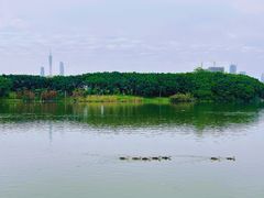 -海珠湖公园
