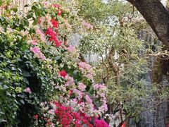 -赤坎·广东华侨国际旅游度假区