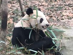 -成都大熊猫繁育研究基地