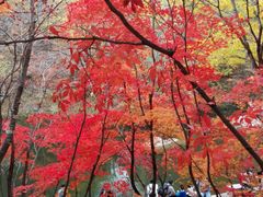 -龙道沟景区