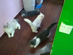 -李小姐の猫咖啡馆(五角场店)