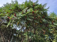 -长白岛森林公园