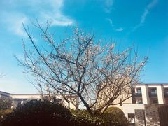 -上海崇明金茂凯悦酒店