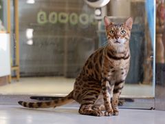 -豆逗聊愈猫阁Easy Life
