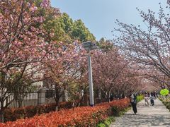 -高东镇樱花园