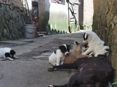 -杨家堂村