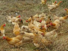 -红炎炎农家菜老字号(金水台店)