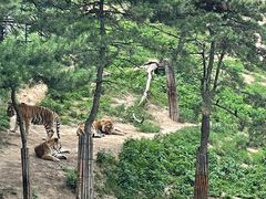 -大连森林动物园