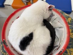 -平行世界·猫咖(首经贸店)