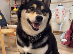 -柴迷FANS CLUB·柴犬狗咖·猫咖