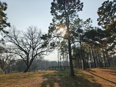 -上海共青森林公园