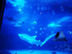 -烟台海昌鲸鲨海洋公园