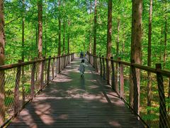 -黄海国家森林公园