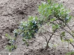 -五营红松林海景区