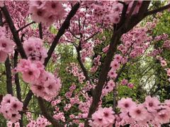 -北京师范大学附属中学