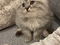 -福懋动物医院·犬猫全科·外科·重症科(杏林分院)