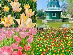 -洛阳郁金香牡丹园