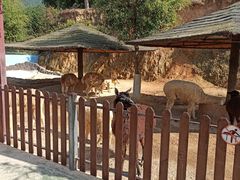 -泉州海丝野生动物世界