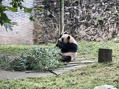 -都江堰中华大熊猫苑