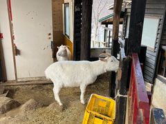 -宫城藏王狐狸村