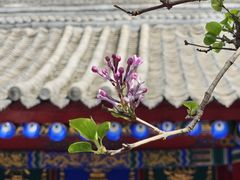 -西安市广仁寺