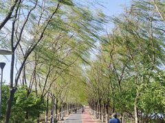 -大兴滨河森林公园