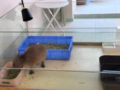 -怪兽屋·羊驼·猫咖·狗咖(俊华广场店)