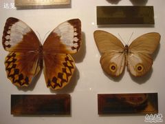 蝴蝶标本-上海昆虫博物馆
