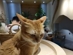 -有猫咖啡umeow coffee