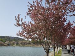 -羊山湖公园