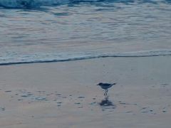 -西涌国际滨海旅游区