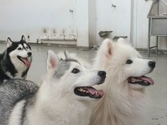 -星多哈·狗咖·拼豆·咖啡